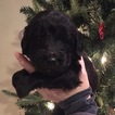 Small Photo #11 Goldendoodle Puppy For Sale in SPRINGFIELD, IL, USA