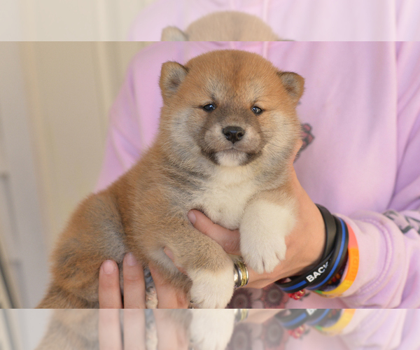 Medium Photo #3 Shiba Inu Puppy For Sale in Neosho, MO, USA