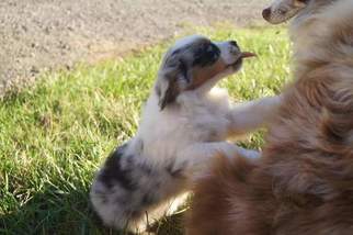 Miniature American Shepherd Puppy for sale in PRESCOTT, OR, USA
