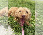 Small #5 Shih-Poo