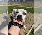Small Photo #3 American Staffordshire Terrier-Unknown Mix Puppy For Sale in Pierceton , IN, USA