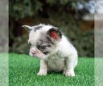 Small Photo #1 French Bulldog Puppy For Sale in NAPERVILLE, IL, USA
