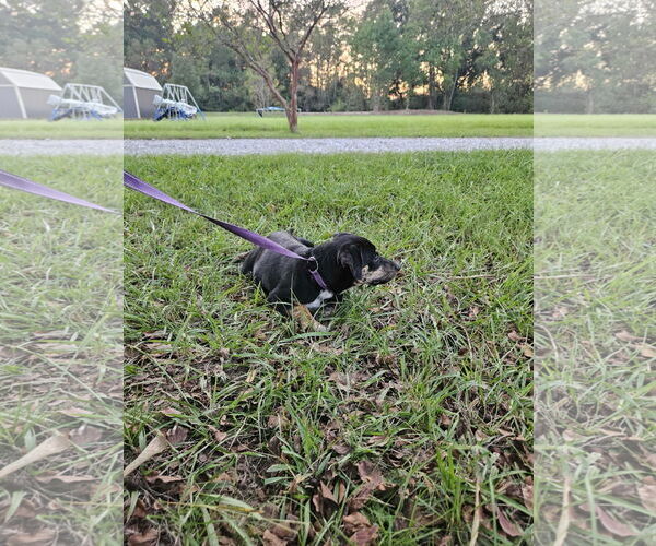 Medium Photo #5 Feist Terrier-Unknown Mix Puppy For Sale in Wakefield, RI, USA