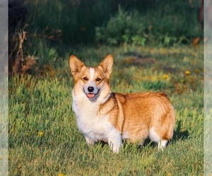 Mother of the Pembroke Welsh Corgi puppies born on 02/08/2024