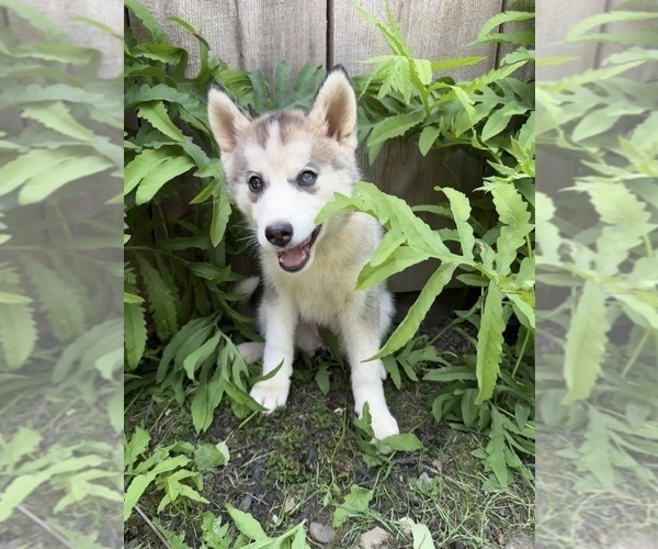 Medium Photo #10 Pomsky Puppy For Sale in VENUS, PA, USA