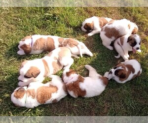 Mastiff-Saint Bernard Mix Puppy for sale in WAYLAND, MI, USA