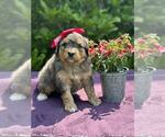 Small Photo #9 Miniature Bernedoodle Puppy For Sale in DUNDEE, OH, USA