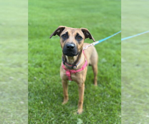 Medium Photo #2 Black Mouth Cur-Unknown Mix Puppy For Sale in Princeton, MN, USA