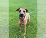 Small #1 Black Mouth Cur Mix