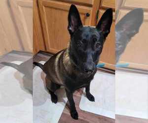 Mother of the Belgian Malinois puppies born on 11/21/2024