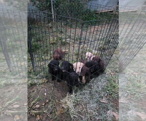Labrador Retriever Puppy for sale in LEBANON, VA, USA