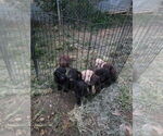 Small Labrador Retriever