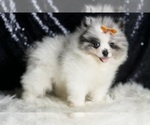 Small #3 Pomeranian