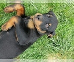 Small Photo #4 Rottweiler Puppy For Sale in STEUBENVILLE, OH, USA