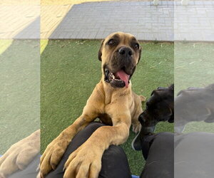 Lexi 1 - I was adopted! - Female Mutt Dog for Adoption - Photo #4