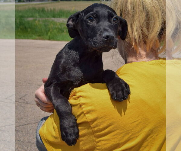 Medium Photo #6 American Staffordshire Terrier-Unknown Mix Puppy For Sale in Huntley, IL, USA
