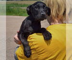 Small #5 American Staffordshire Terrier Mix