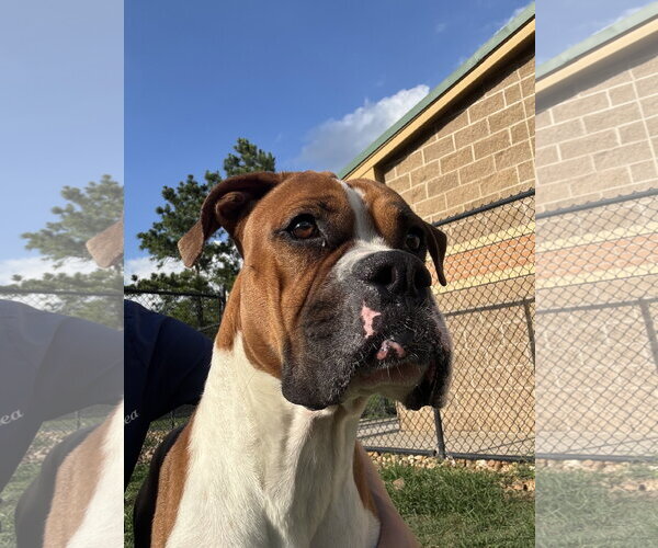 Medium Photo #4 Boxer Puppy For Sale in  Katy, TX, USA
