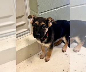 Mutt Dogs for adoption in Webster, WI, USA