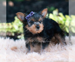 Small Photo #98 Yorkshire Terrier Puppy For Sale in WARSAW, IN, USA