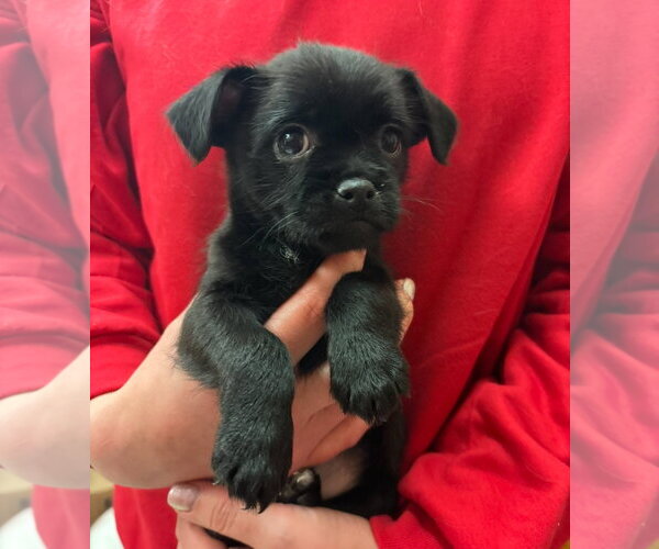 Medium Photo #1 Boston Terrier-Unknown Mix Puppy For Sale in Grafton, WI, USA