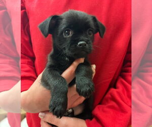 Boston Terrier-Unknown Mix Dogs for adoption in Grafton, WI, USA