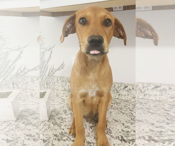 Medium Photo #3 American Staffordshire Terrier-Dachshund Mix Puppy For Sale in Holly Springs, MS, USA