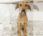 Small #2 American Staffordshire Terrier-Dachshund Mix