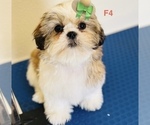 Puppy Daisy Shih Tzu