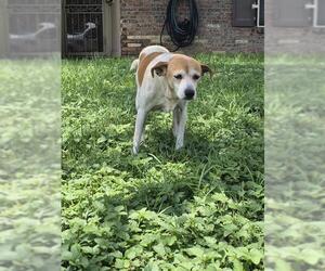 Mutt Dogs for adoption in San Antonio, TX, USA