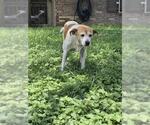 Small Mutt