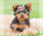 Small Photo #87 Yorkshire Terrier Puppy For Sale in WARSAW, IN, USA