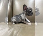 Small #1 French Bulldog