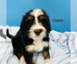Puppy Cedric Bernedoodle