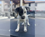 Small Mutt
