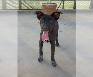 May - Female Labrador Retriever-Unknown Mix Dog for Adoption - Photo #3