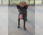 Small Photo #3 Labrador Retriever-Unknown Mix Puppy For Sale in San Diego, CA, USA