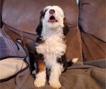 Small Photo #13 Bernese Mountain Dog Puppy For Sale in LEETONIA, OH, USA