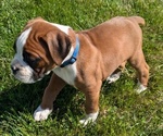 Puppy Cooper Boxer