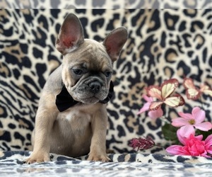 French Bulldog Puppy for sale in LANCASTER, PA, USA