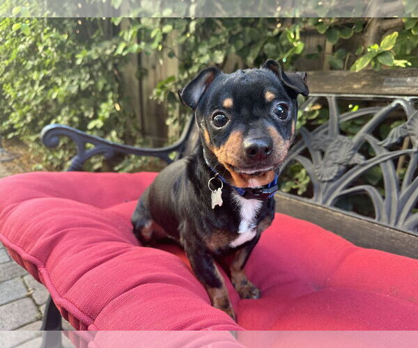 Medium Photo #1 Chipin Puppy For Sale in Santa Clara, CA, USA