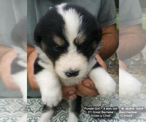 Great Bernese Puppy for sale in HOPKINSVILLE, KY, USA