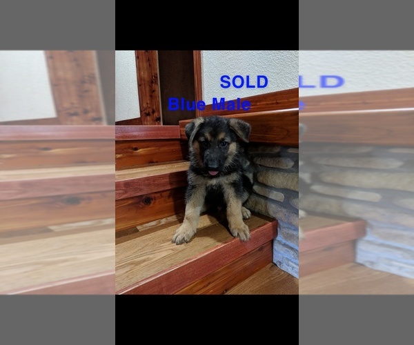 Medium Photo #6 German Shepherd Dog Puppy For Sale in BRADLEYVILLE, MO, USA