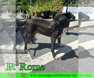 Rome - Male Labrador Retriever-Unknown Mix Dog for Adoption - Photo #6