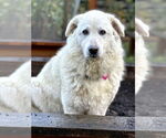 Small #3 Great Pyrenees