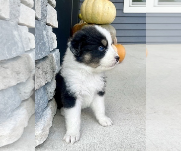 Medium Photo #4 Australian Shepherd Puppy For Sale in LODA, IL, USA