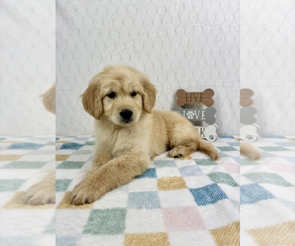 Medium Photo #2 Golden Retriever Puppy For Sale in INDIANAPOLIS, IN, USA