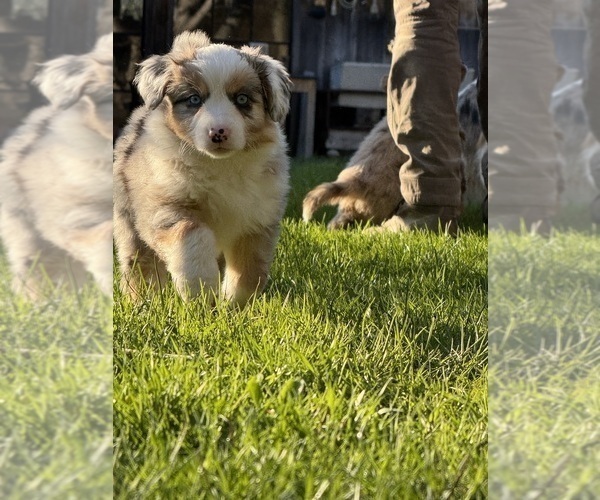 Medium Photo #3 Aussie-Corgi Puppy For Sale in ESPERANCE, NY, USA