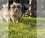 Small #2 Aussie-Corgi