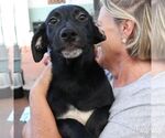 Small #6 Labrador Retriever Mix